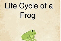 Life Cycle of a Frog